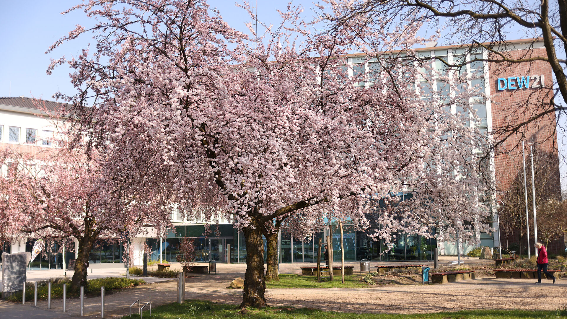 DEW21_Kirschblueten_03 Das Hauptgebäude von DEW21, mit dem Kirschbaum im Vordergrund